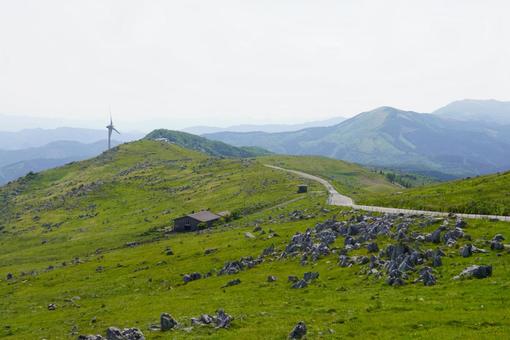 四国カルスト 四国カルスト,牛,自然の写真素材