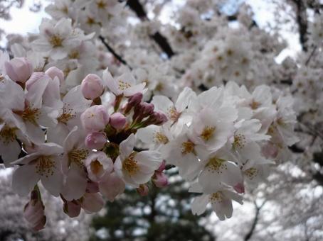 桜 桜の写真