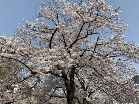 桜の木 春,サクラ,自然の写真素材