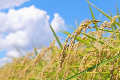 Photo, new rice, ear rice, rice, 