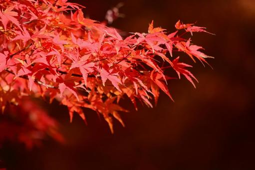Bright red maple leaves, JPG Bright red maple leaves, JPG