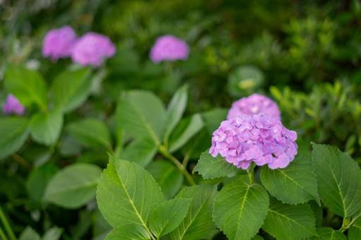 Hydrangea, JPG Hydrangea, JPG