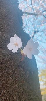 桜 桜の写真
