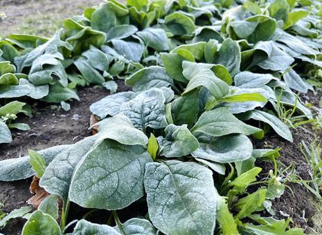 寒締めほうれん草 寒締め,ほうれん草,野菜の写真素材