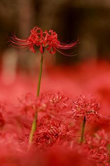 曼殊沙華 曼殊沙華 曼殊沙華,彼岸花,群生の写真素材