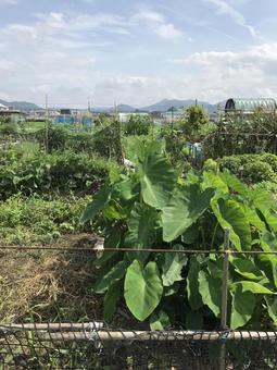 田舎の風景 家庭菜園 田舎の風景 家庭菜園の写真