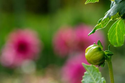 咲く前のダリアの蕾 咲く前のダリアの蕾の写真