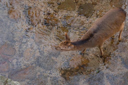 Deer of Miyajima in Aki, JPG