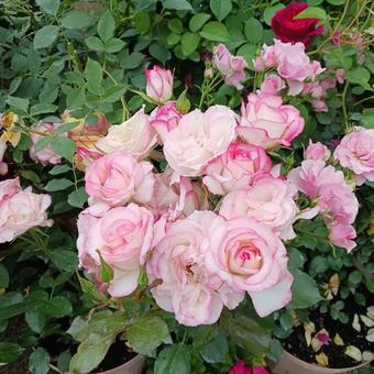 バラ バラ おふさ観音,美しい,薔薇の写真素材
