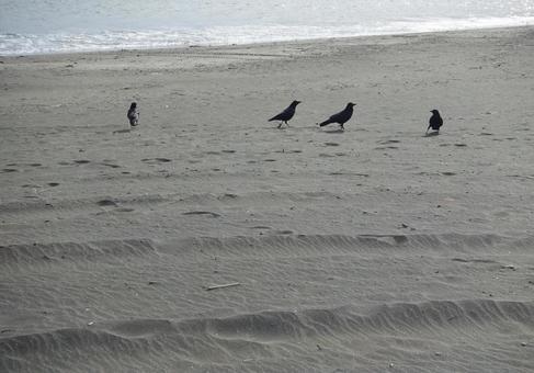 江の島海岸にいるカラスたち カラス,烏,鳥の写真素材
