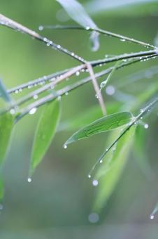 Photo, bamboo, bamboo forest, bamboo cane, 