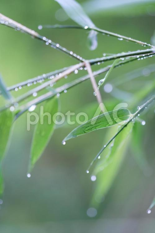 タケの葉　雨上がり 竹,竹林,竹藪の写真素材
