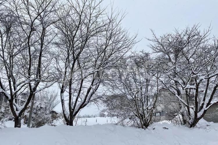 雪景色の中の木々 冬,雪,木の写真素材