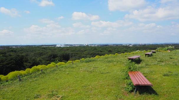 初秋のひたち海浜公園・丘からの眺め・森林 初秋のひたち海浜公園・丘からの眺め・森林 初秋,国営ひたち海浜公園,みはらしの丘の写真素材