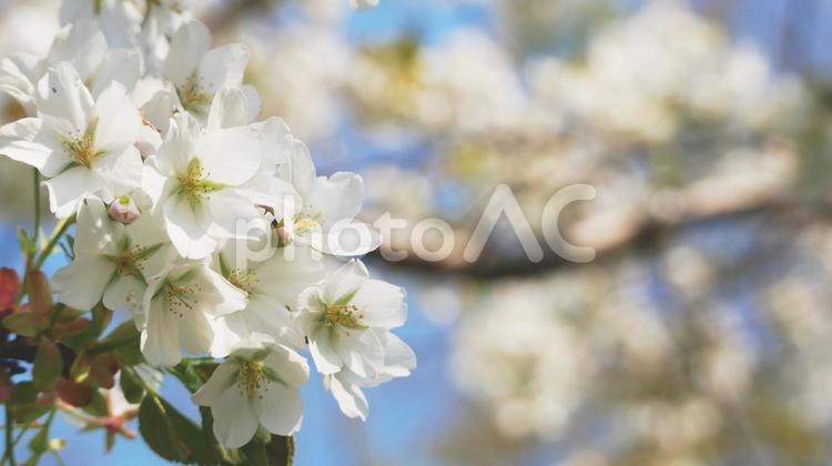 遅咲きの白系の爽やかな桜 桜,さくら,サクラの写真素材