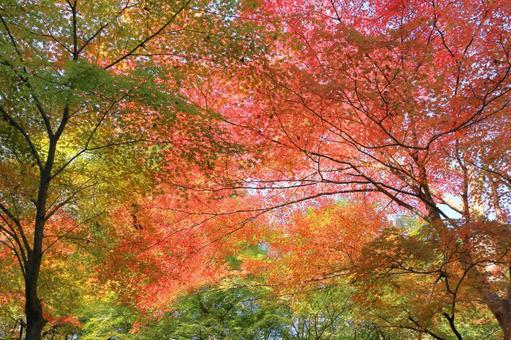 秋の紅葉 カラフルな秋 秋の紅葉 カラフルな秋 紅葉,秋,もみじの写真素材