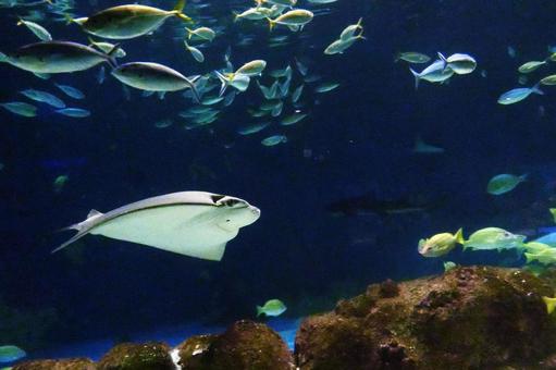 サンピアザ水族館の人気者 サンピアザ水族館の人気者の写真
