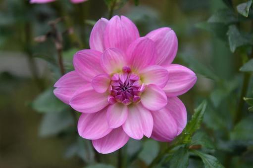 ダリア・天竺牡丹 ダリア・天竺牡丹 ダリア,クローズアップ,球根植物の写真素材