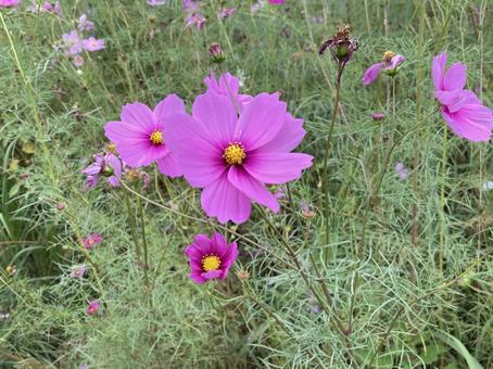 可愛いピンコスモスの写真