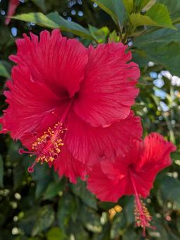 ハイビスカス 花 ハイビスカス 花の写真