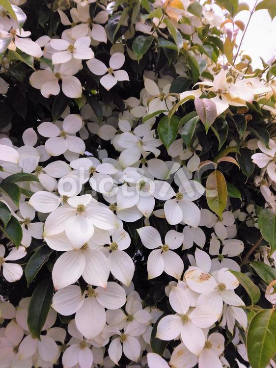 ヤマボウシの満開に見とれる季節 ヤマボウシ,白い花,４枚の花びらの写真素材