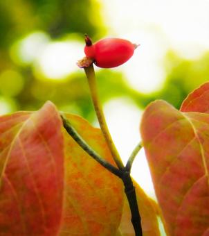 紅葉と赤い実 紅葉と赤い実の写真