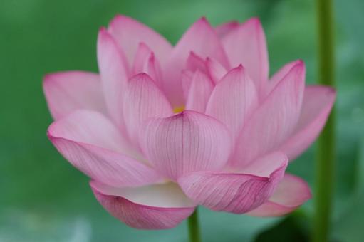 蓮の花 蓮の花の写真