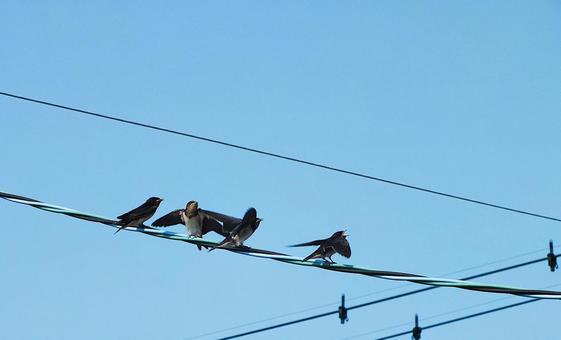巣立ち間近の燕の子たち 巣立ち間近の燕の子たち 燕,燕の子,鳥の写真素材