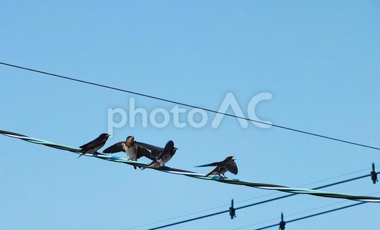 巣立ち間近の燕の子たち 燕,燕の子,鳥の写真素材