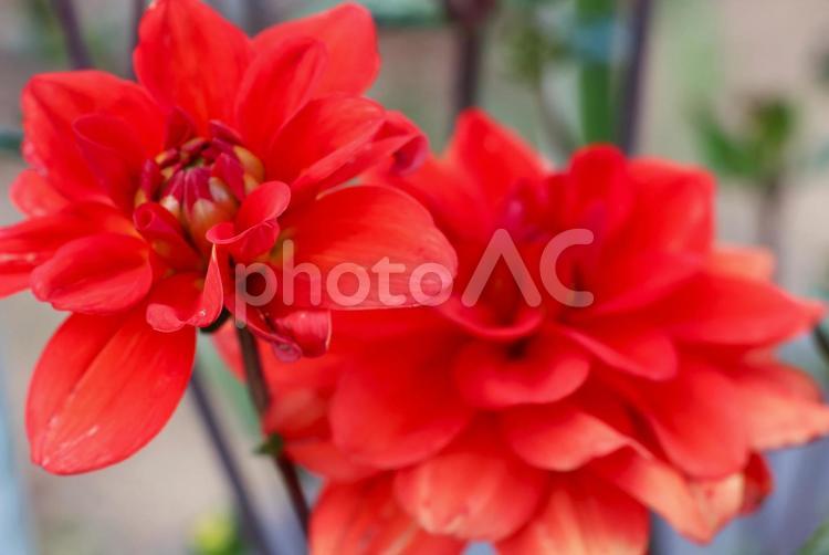 ６月上旬の仏生山公園のダリアの花 ダリア,花,植物の写真素材