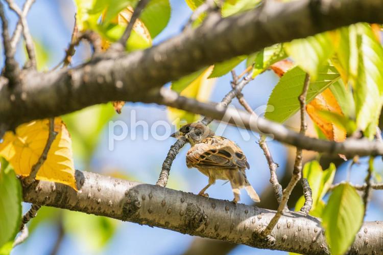 枝にとまるスズメ・雀 スズメ,雀,鳥の写真素材