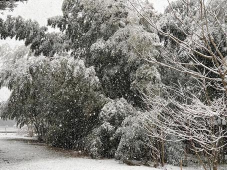 風雪の竹林 風雪の竹林 風雪,竹林,大雪の写真素材