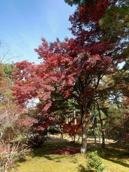 秋 紅葉 秋 紅葉の写真