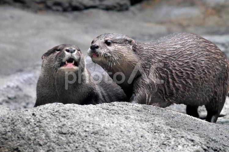 寄り添うコツメカワウソの夫婦⑤ カワウソ,コツメカワウソ,動物の写真素材