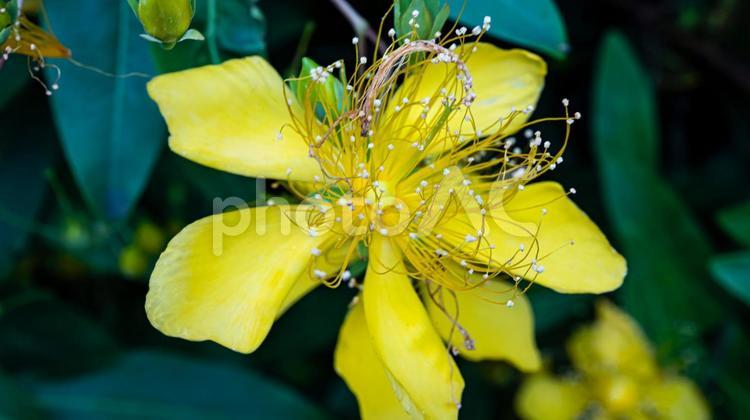 ビヨウヤナギの黄色い花　マクロ撮影 ビヨウヤナギ,花,夏の花の写真素材
