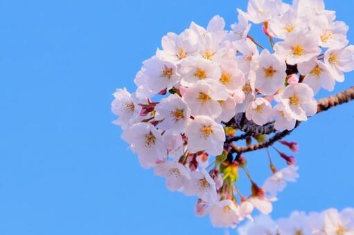 青空に映える満開の桜 25 桜,ソメイヨシノ,サクラの写真素材