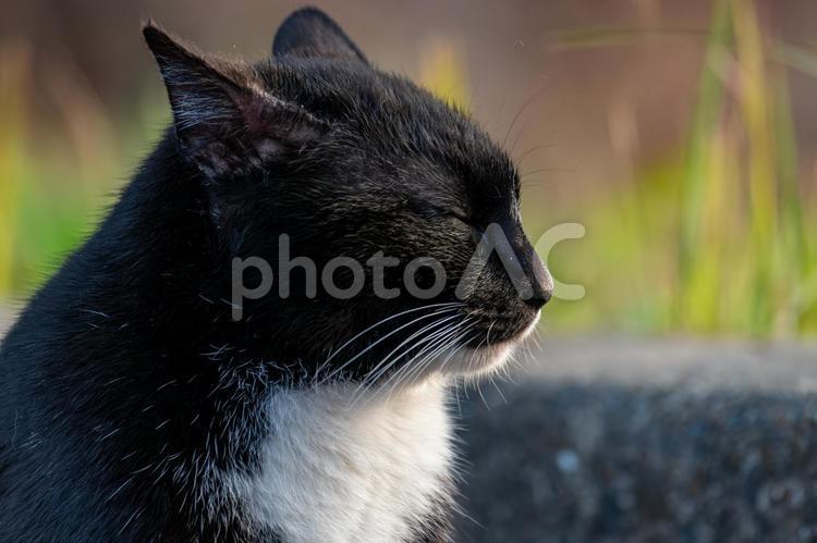 目を瞑っている貫禄のある猫 猫,野良猫,動物の写真素材