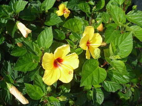 黄色のハイビスカス 黄色のハイビスカス ハイビスカス,黄色の花,南国の写真素材