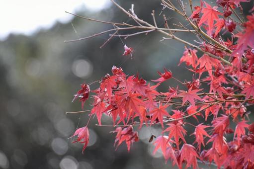 【秋の風景】紅葉 【秋の風景】紅葉の写真
