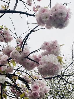 Photo, double cherry blossoms, up, closeup, 