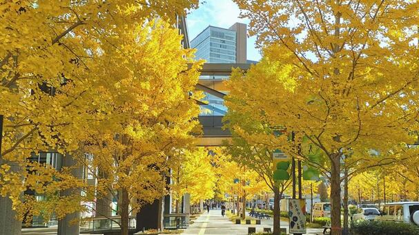 大阪グランフロントの銀杏並木 銀杏並木,歩道,紅葉の写真素材