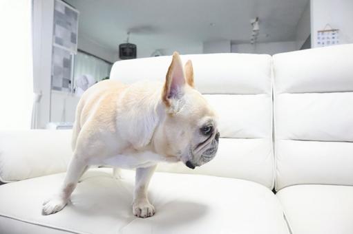 フレンチブルドック フレンチブルドックの写真