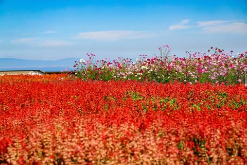 有明の森フラワー公園のサルビアとコスモスの写真