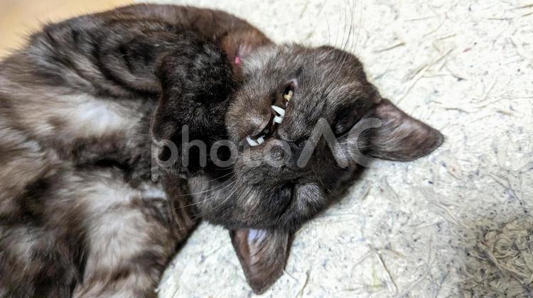 歯を出して寝ているネコ（アップ） クロネコ,猫,ネコの写真素材