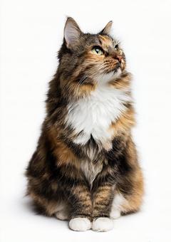 しま模様の毛並みが美しい子猫 しま模様の毛並みが美しい子猫の写真