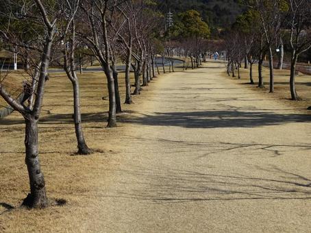 早春の桜並木 早春の桜並木の写真