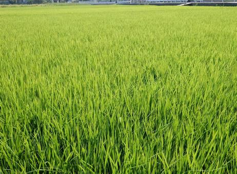 【風景写真】田んぼの風景 【風景写真】田んぼの風景の写真