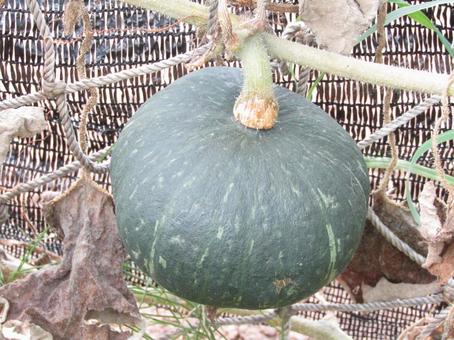 夏野菜カボチャ 夏野菜カボチャの写真