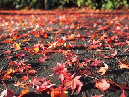 Photo, autumn leaves, maple, autumn, 
