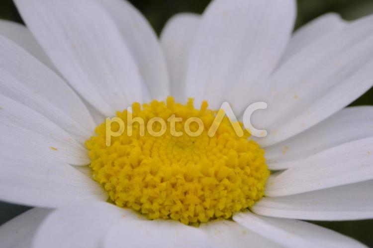 寒白菊（カンシロギク） 関白菊,カンシロギク,花の写真素材